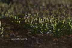 Indotristicha ramosissima